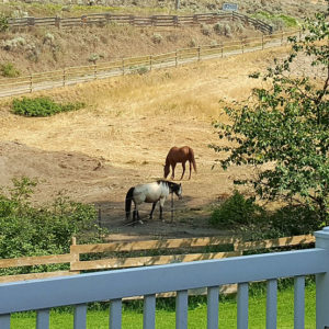 Two horses in Hidden Gems farm Kamloops