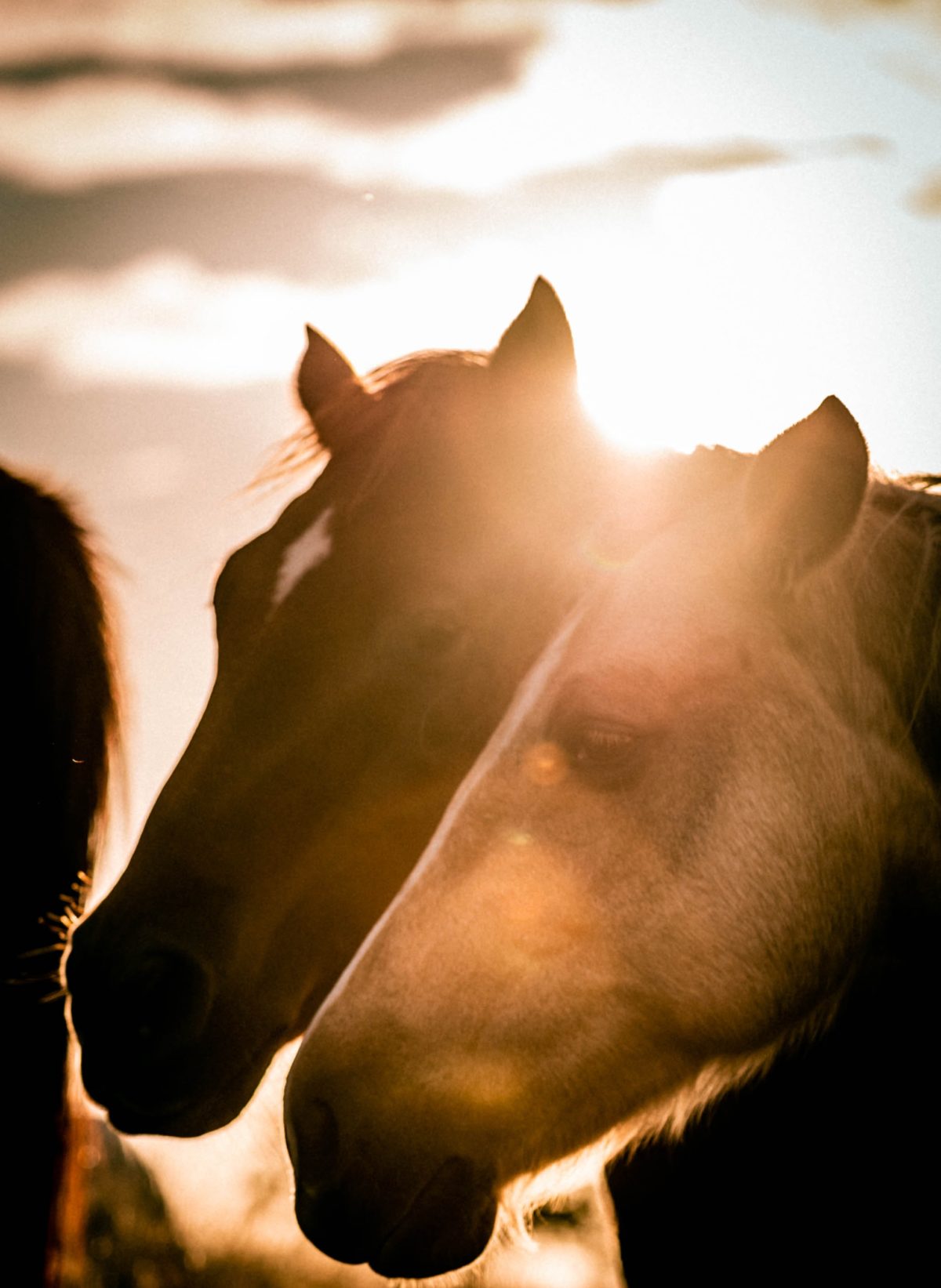 Horses with sunlight